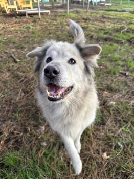 Rescue Great Pyrenees Dogs for Adoption in Vancouver, British Columbia - Buddy | PetCurious