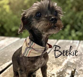 Beekie -  Yorkshire Terrier and Shih Tzu Dog for Adoption - Beekie | PetCurious