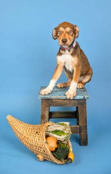 821-26 -  Labrador Retriever Dog for Adoption in Brighton, Colorado - 821-26 | PetCurious