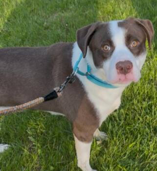 Rascal -  Mixed Breed Dog Available for Adoption in Osseo, Michigan - Rascal | PetCurious