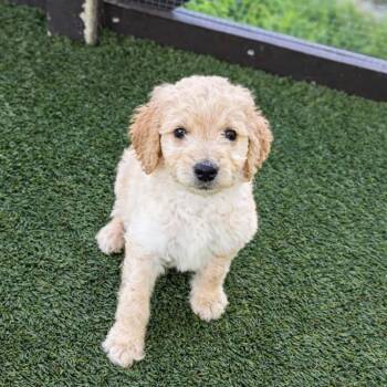 Golden Retriever and Poodle Dogs Available for Adoption - Willow 2729 | PetCurious