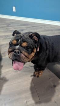 Bulldog Dogs Available for Adoption in San Antonio, Texas - Cupcake  | PetCurious
