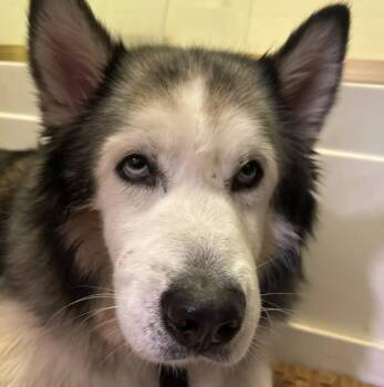Alaskan Malamute and Husky Dogs Available for Adoption in Davis, California - Blizzard | PetCurious