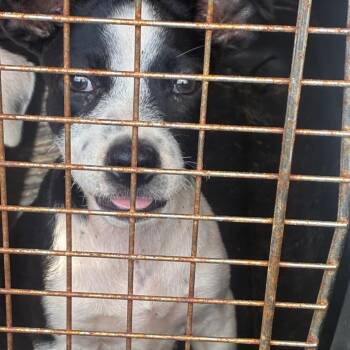 Winnie -  Terrier and Mixed Breed Dog for Adoption in Montgomery, Alabama - Winnie | PetCurious