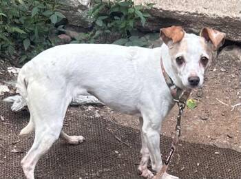 Rescue Jack Russell Terrier and Toy Fox Terrier Dogs for Adoption - Reba-LOVES DOGS NOT PEOPLE | PetCurious