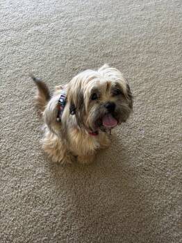 Benji -  Shih Tzu and Yorkshire Terrier Dog for Adoption in Williamsburg, Virginia - Benji | PetCurious