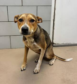 Matcha -  Mixed Breed Dog for Adoption in Nashville, Tennessee - Matcha | PetCurious