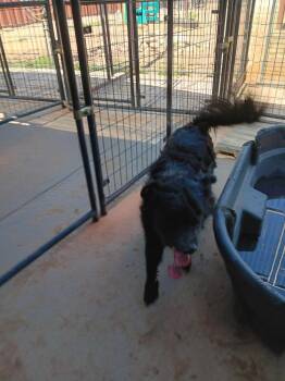 Lux -  Flat Coated Retriever and Australian Shepherd Dog for Adoption in Fort Lupton, Colorado - Lux | PetCurious