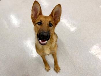 PIXIE -  German Shepherd Dog Dog for Adoption in Santa Rosa, California - PIXIE | PetCurious