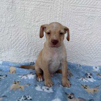 Party Hat -  Terrier and Mixed Breed Dog for Adoption in Carencro, Louisiana - Party Hat | PetCurious
