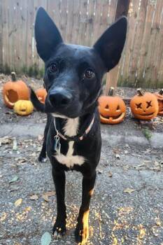 Rescue Shepherd and Retriever Dogs for Adoption in Lake Wylie, South Carolina - Clara | PetCurious