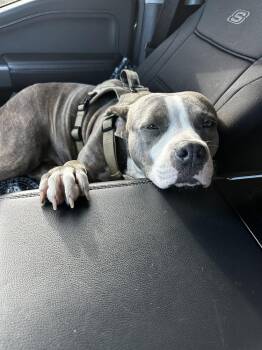 American Staffordshire Terrier Dogs Available for Adoption in Lakeland, Florida - Melody | PetCurious