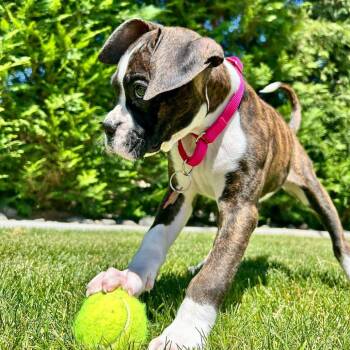 Athena -  Boxer Dog for Adoption in Woodinville, Washington - Athena | PetCurious