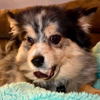 Buddy Brewski COURTESY POST -  Australian Shepherd Dog for Adoption in Sacramento, California - Buddy Brewski COURTESY POST | PetCurious