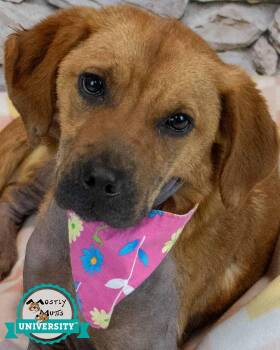 Hound Dogs Available for Adoption in Kennesaw, Georgia - Mackenzie | PetCurious