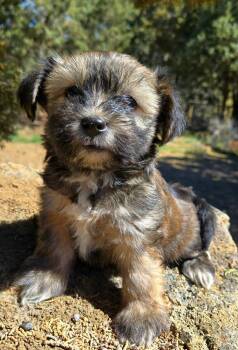 Shih Tzu and Poodle Dogs Available for Adoption - Nougat | PetCurious