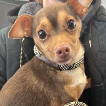 Mixed Breed Dogs Available for Adoption - Peanut | PetCurious