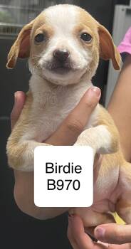 Shih Tzu and Terrier Dogs Available for Adoption in Morganton, North Carolina - Birdie | PetCurious