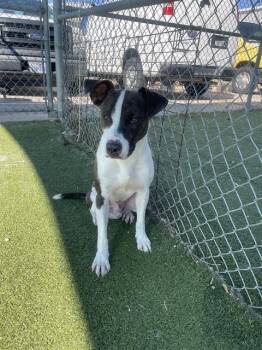 Rescue Pointer and Mixed Breed Dogs for Adoption in Pasadena, Texas - PETEY | PetCurious