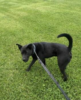 Pit Bull Terrier and Chow Chow Dogs Available for Adoption in Williamsburg, Iowa - Knight | PetCurious