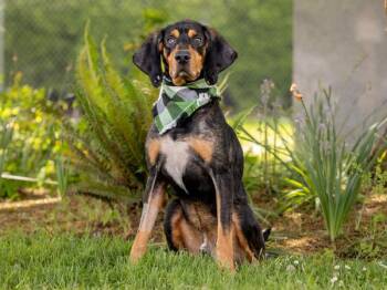 Nash -  Black And Tan Coonhound Dog for Adoption in Portland, Oregon - Nash | PetCurious