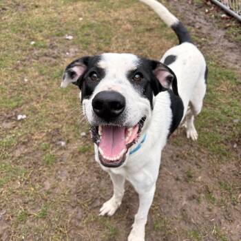 Great Dane Dogs Available for Adoption - Jeremy  | PetCurious