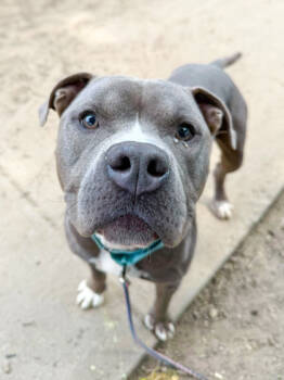 Rescue Mixed Breed Dogs for Adoption in Cincinnati, Ohio - Squidward | PetCurious