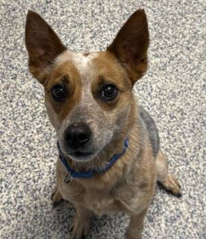 Poppy Muffin -  Australian Cattle Dog Blue Heeler Dog for Adoption in Golden, Colorado - Poppy Muffin | PetCurious