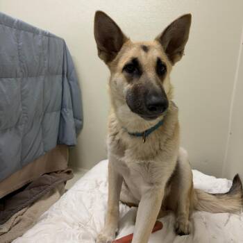 Mixed Breed Dogs Available for Adoption in Houston, Texas - Sheila Dobie | PetCurious