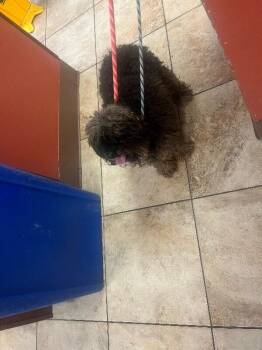 Reese (actual) -  Cockapoo Dog for Adoption in Cincinnati, Ohio - Reese (actual) | PetCurious