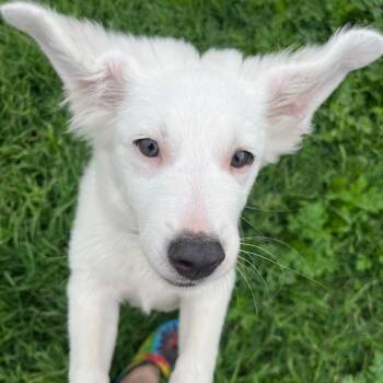 Border Collie Dogs Available for Adoption in The Woodlands, Texas - Frost | PetCurious