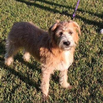 Georgia -  Terrier and Mixed Breed Dog for Adoption in Dayton, Ohio - Georgia | PetCurious