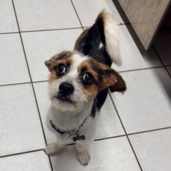Nachito -  Jack Russell Terrier and Mixed Breed Dog for Adoption in Newark, New Jersey - Nachito | PetCurious