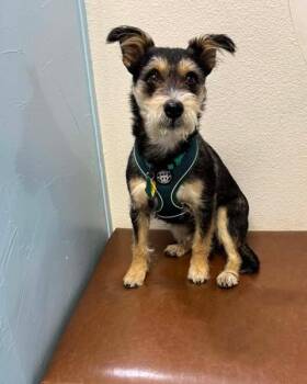 Rescue Terrier and Australian Shepherd Dogs for Adoption in Las Vegas, Nevada - Princess