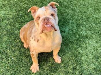 English Bulldog Dogs Available for Adoption in San Marcos, California - SAVE ME PLEASE! Chalupa #A550682 | PetCurious