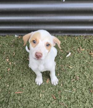 Bitsy -  Labrador Retriever and Australian Cattle Dog Blue Heeler Dog for Adoption in Apache Junction, Arizona - Bitsy | PetCurious