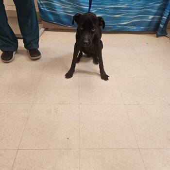 Mixed Breed Dogs Available for Adoption in Lake Panasoffkee, Florida - Beckett | PetCurious