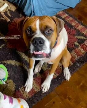Milo V -  Boxer Dog for Adoption in Hewitt, Texas - Milo V | PetCurious
