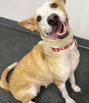 Rescue Mixed Breed Dogs for Adoption in Los Angeles, California - Goldie | PetCurious