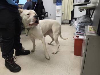 Dogo Argentino Dogs Available for Adoption - NENA | PetCurious