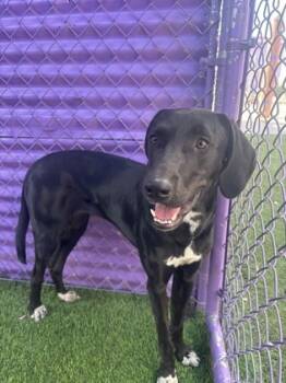 Rescue Labrador Retriever and Mixed Breed Dogs for Adoption in El Paso, Texas - LOLA | PetCurious