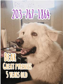 Great Pyrenees Dogs Available for Adoption in Port Orange, Florida - BEAR (calm & Lovng  Great Pyrenees) | PetCurious