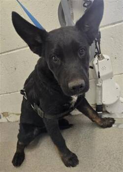 VISION -  German Shepherd Dog and Belgian Shepherd Malinois Dog for Adoption in San Bernardino, California - VISION | PetCurious
