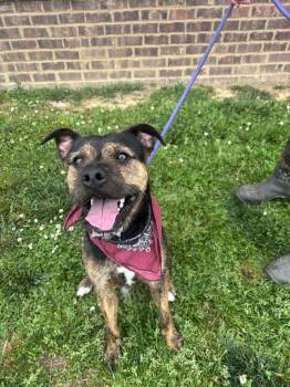 Terrier Dogs Available for Adoption in Dickson, Tennessee - Barkalamue | PetCurious