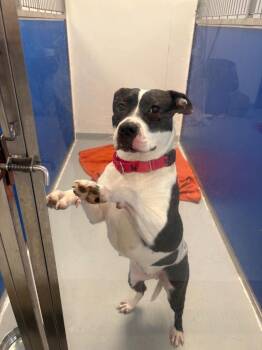 Terrier Dogs Available for Adoption - Bessie | PetCurious