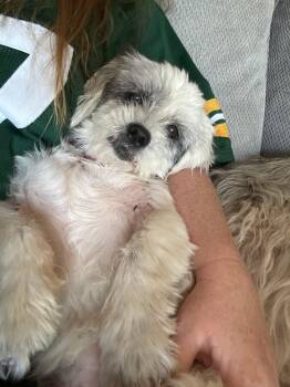 Rescue Shih Tzu Dogs for Adoption in Whitewater, Wisconsin - Lolly | PetCurious