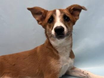 Coco -  Labrador Retriever and Saint Bernard Dog for Adoption in Golden Valley, Minnesota - Coco | PetCurious
