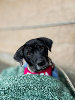 Rescue Labrador Retriever and Mixed Breed Dogs for Adoption in Fallston, Maryland - Lila | PetCurious