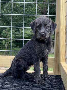 Roadie (m) -  German Wirehaired Pointer Dog for Adoption in Nashville, Tennessee - Roadie (m) | PetCurious