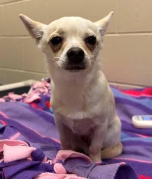 Rescue Chihuahua Dogs for Adoption in Mason City, Iowa - Tamale | PetCurious